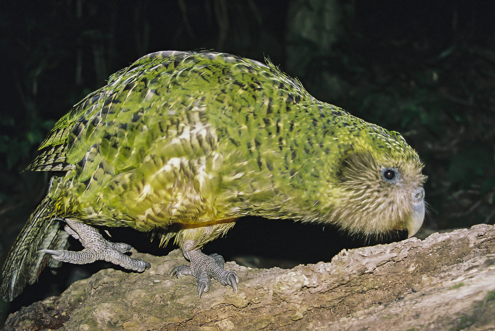 Kakapo Kuşu
